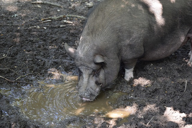 广东逆袭击败广厦：莫兰德18+10爆发，杜锋困难抉择.